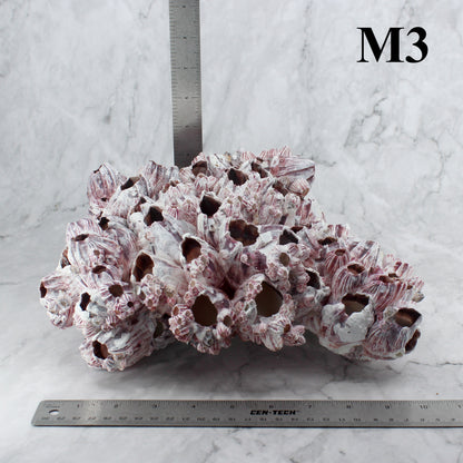 Barnacles 10-12"