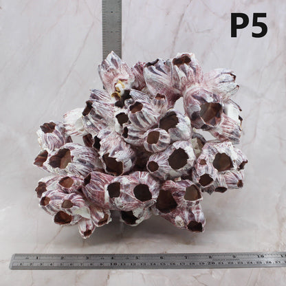 Barnacles 10-12"