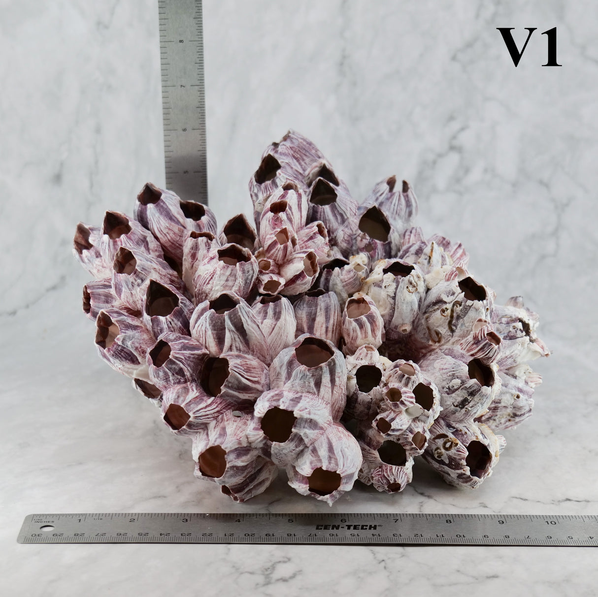 Barnacles 10-12"