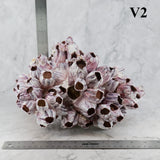 Barnacles 10-12"