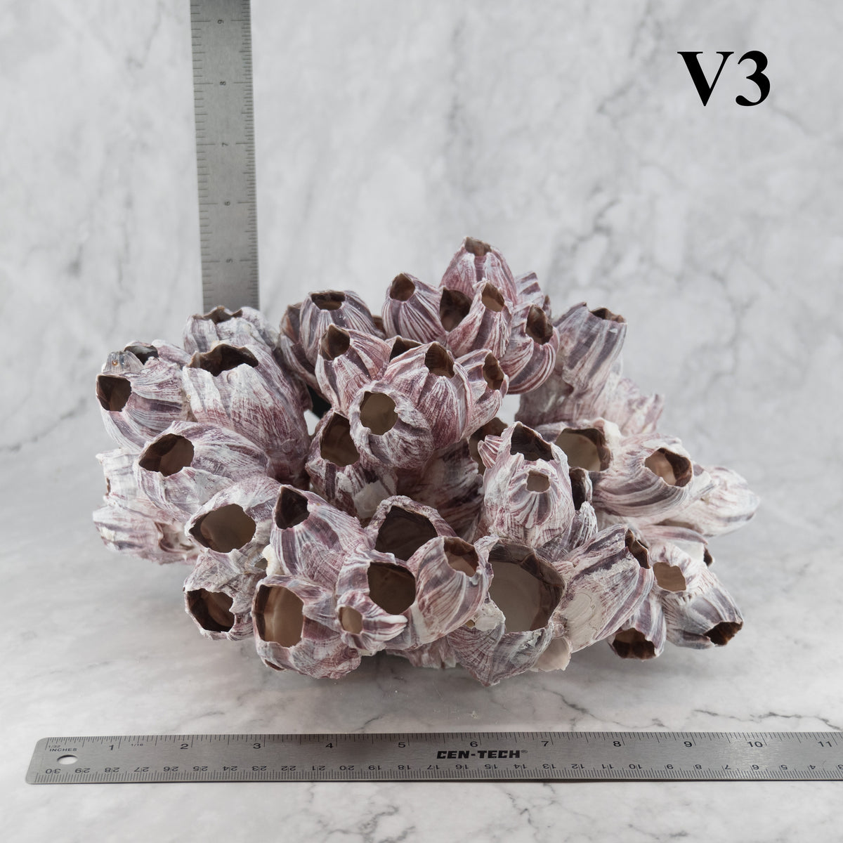 Barnacles 10-12"