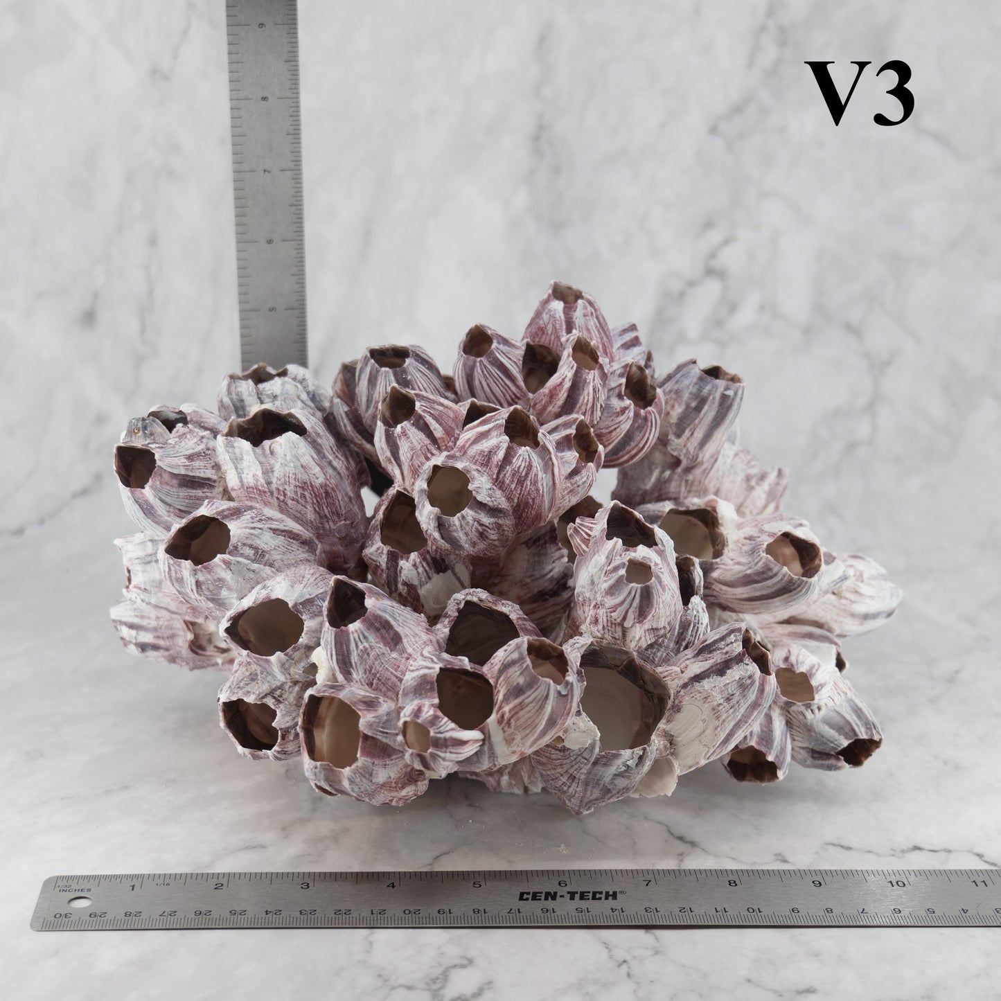 Barnacles 10-12"