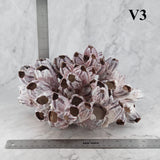 Barnacles 10-12"