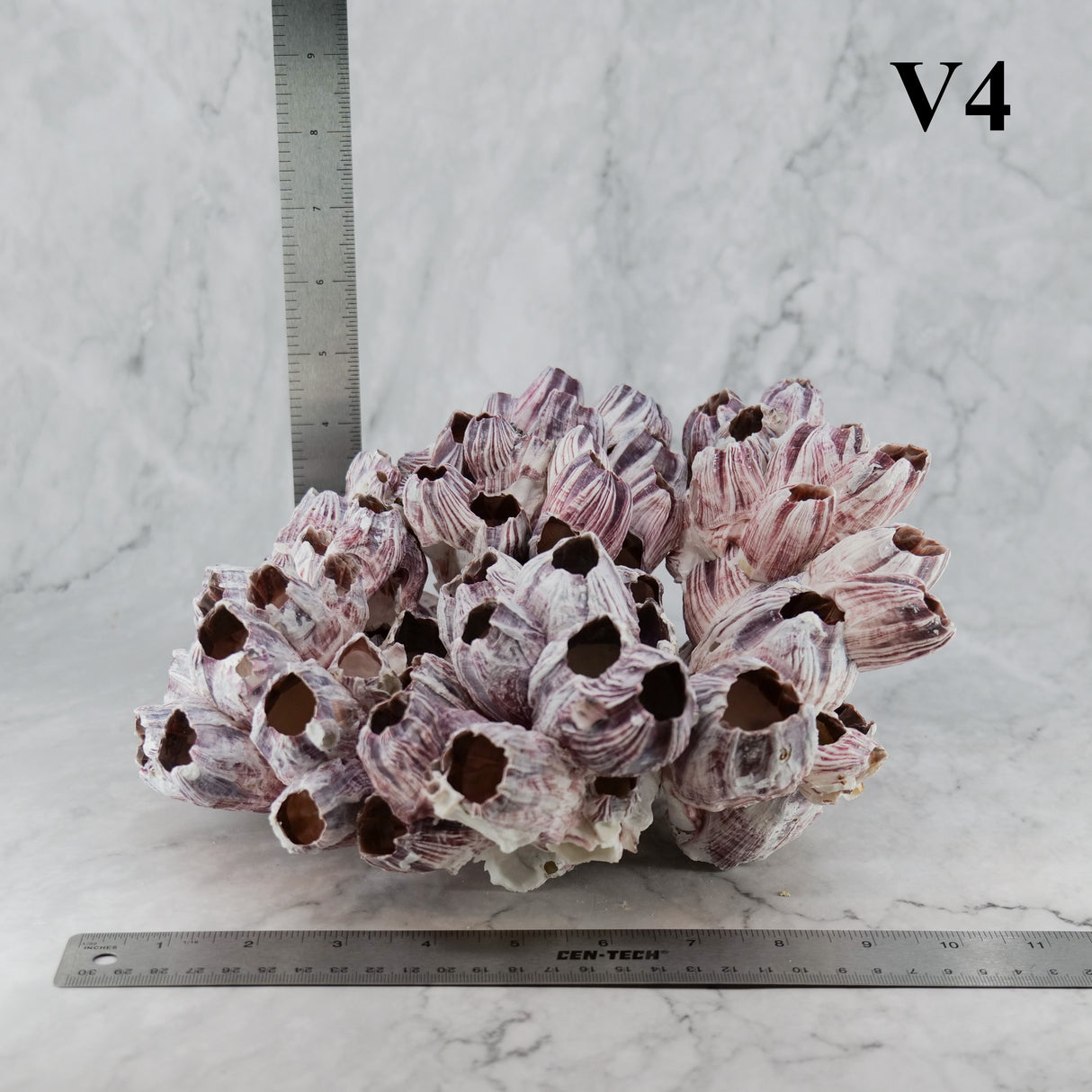 Barnacles 10-12"