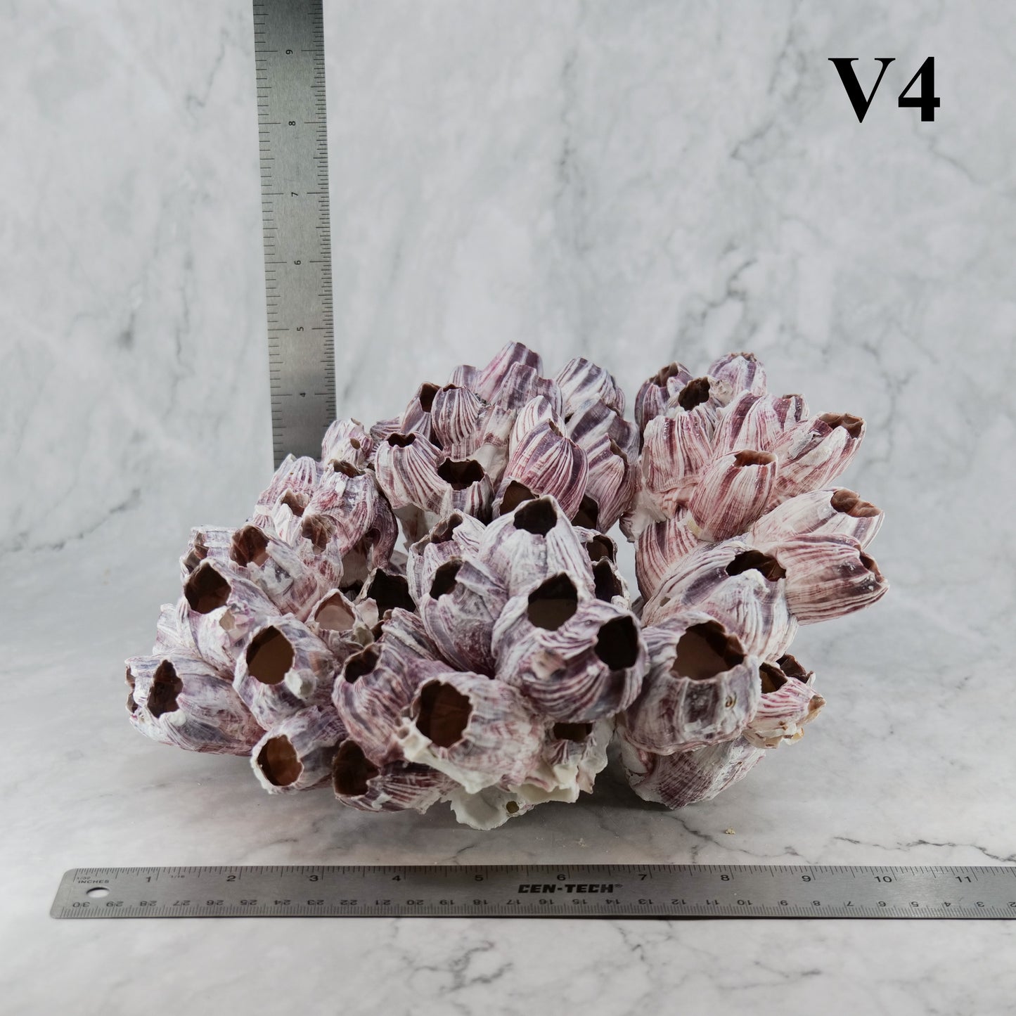 Barnacles 10-12"