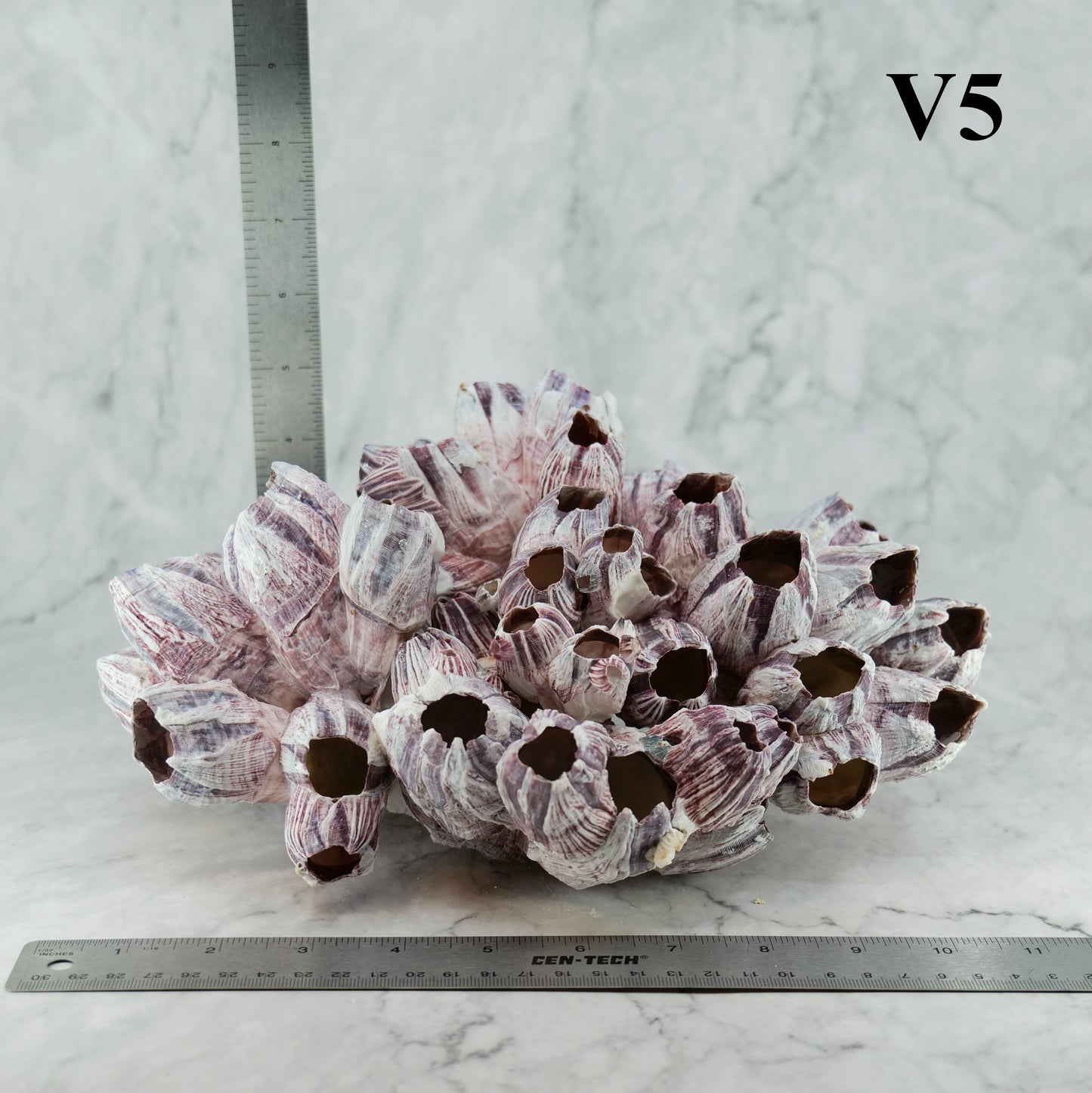 Barnacles 10-12"