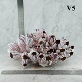 Barnacles 10-12"