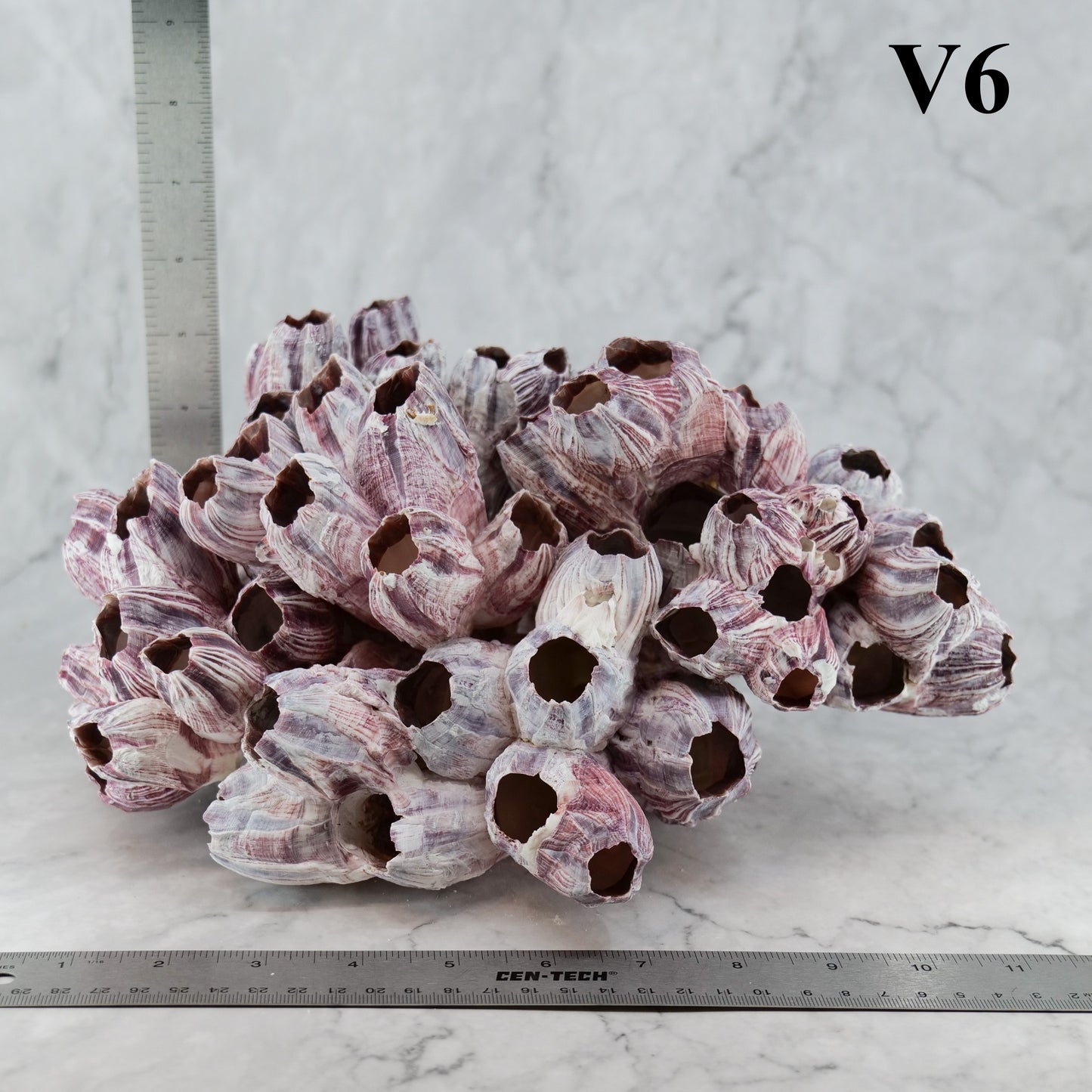 Barnacles 10-12"