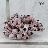 Barnacles 10-12"