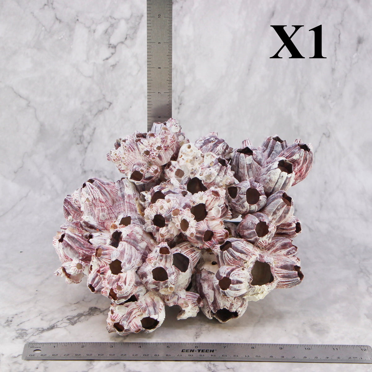 Barnacles 10-12"
