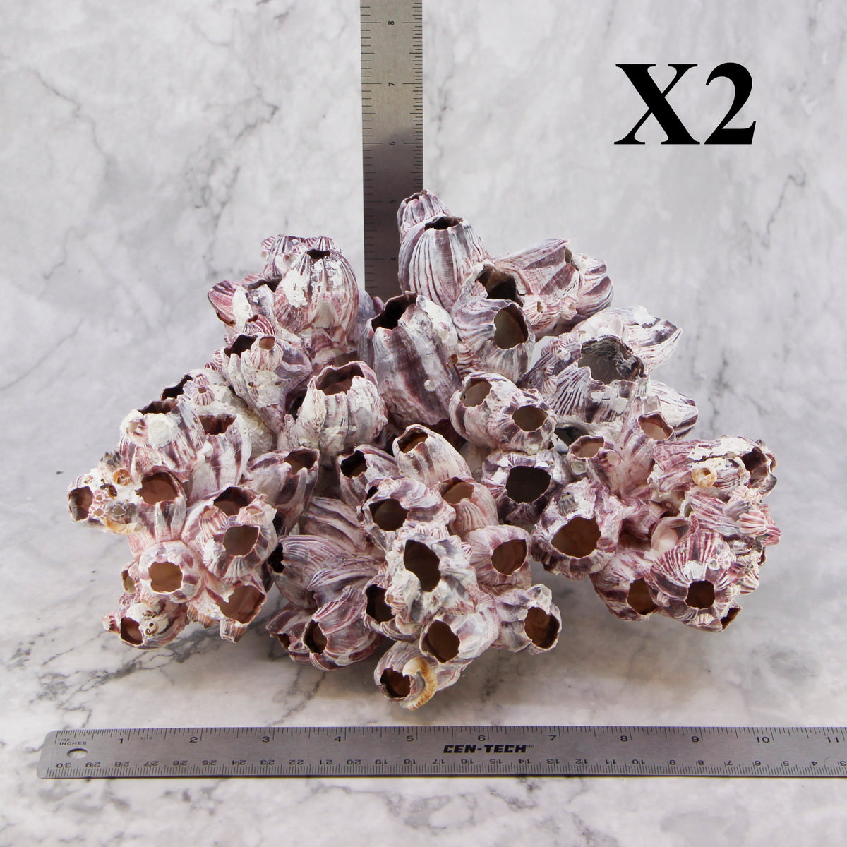 Barnacles 10-12"