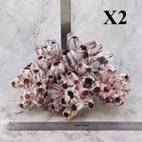 Barnacles 10-12"