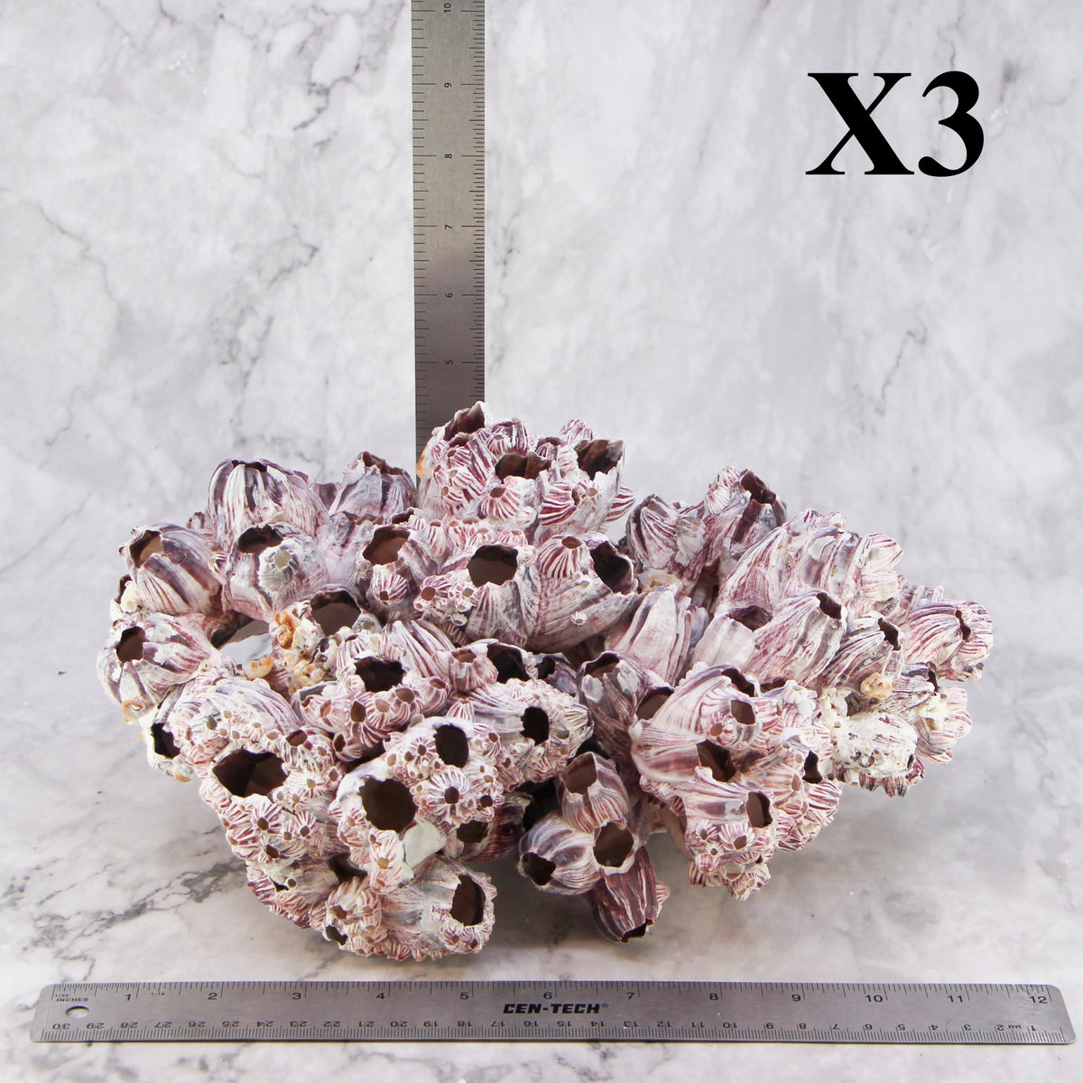 Barnacles 10-12"