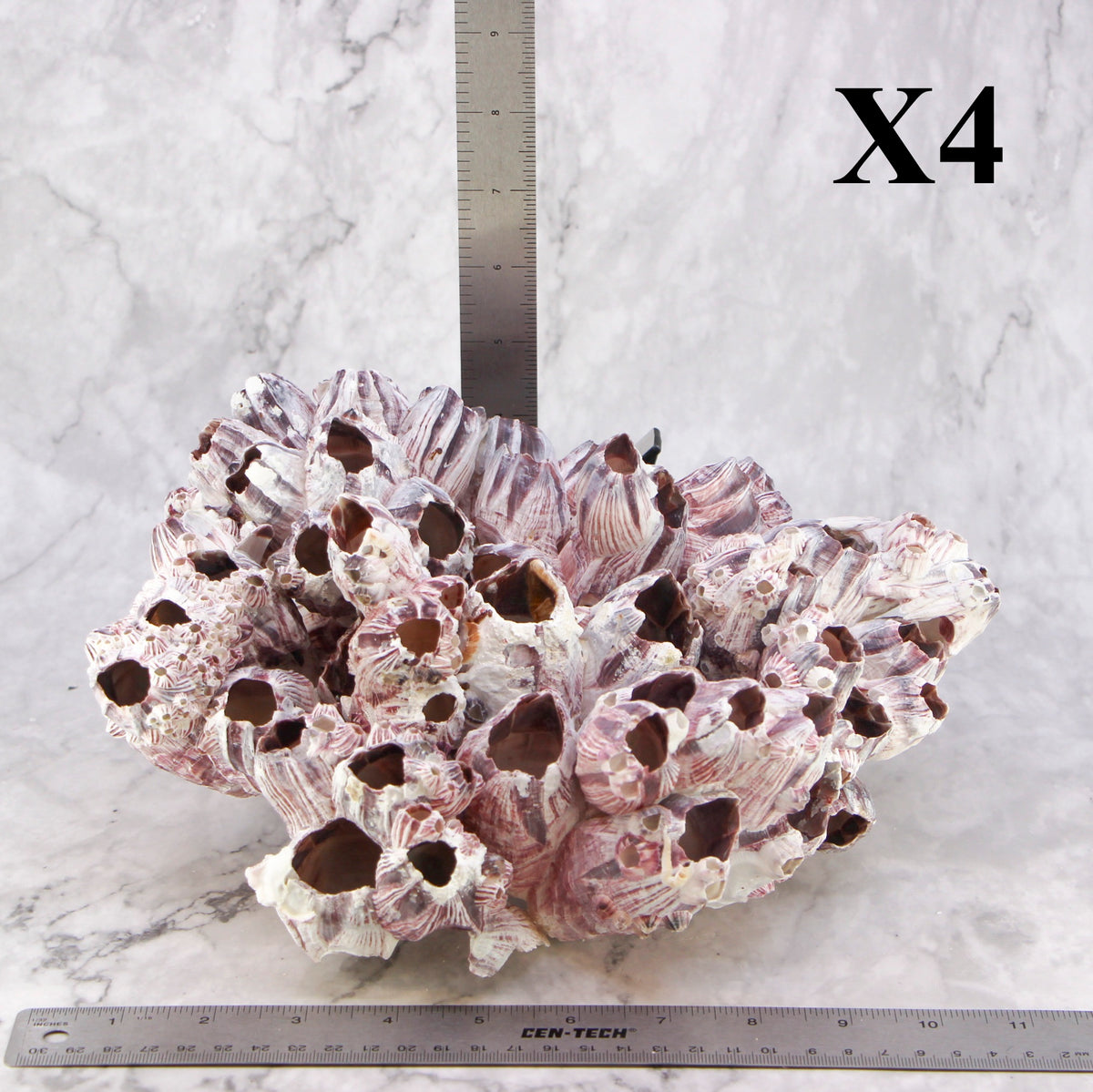 Barnacles 10-12"