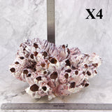 Barnacles 10-12"