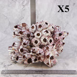 Barnacles 10-12"