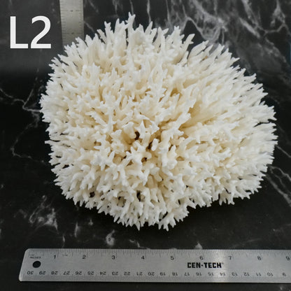 Birdnest Coral 10-12"
