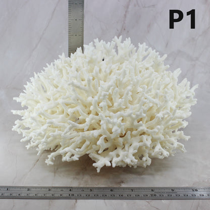 Birdsnest Coral 10-12"