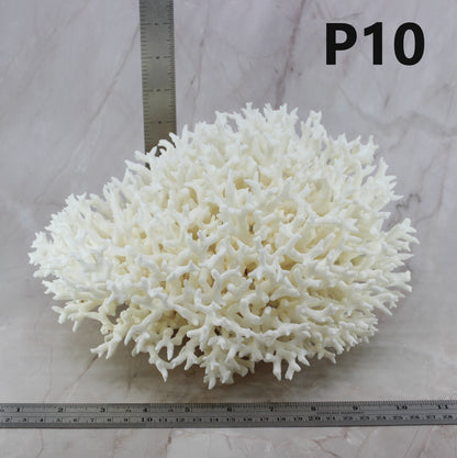 Birdsnest Coral 10-12"