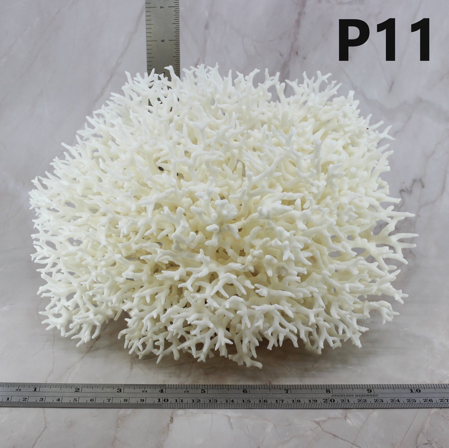 Birdsnest Coral 10-12"