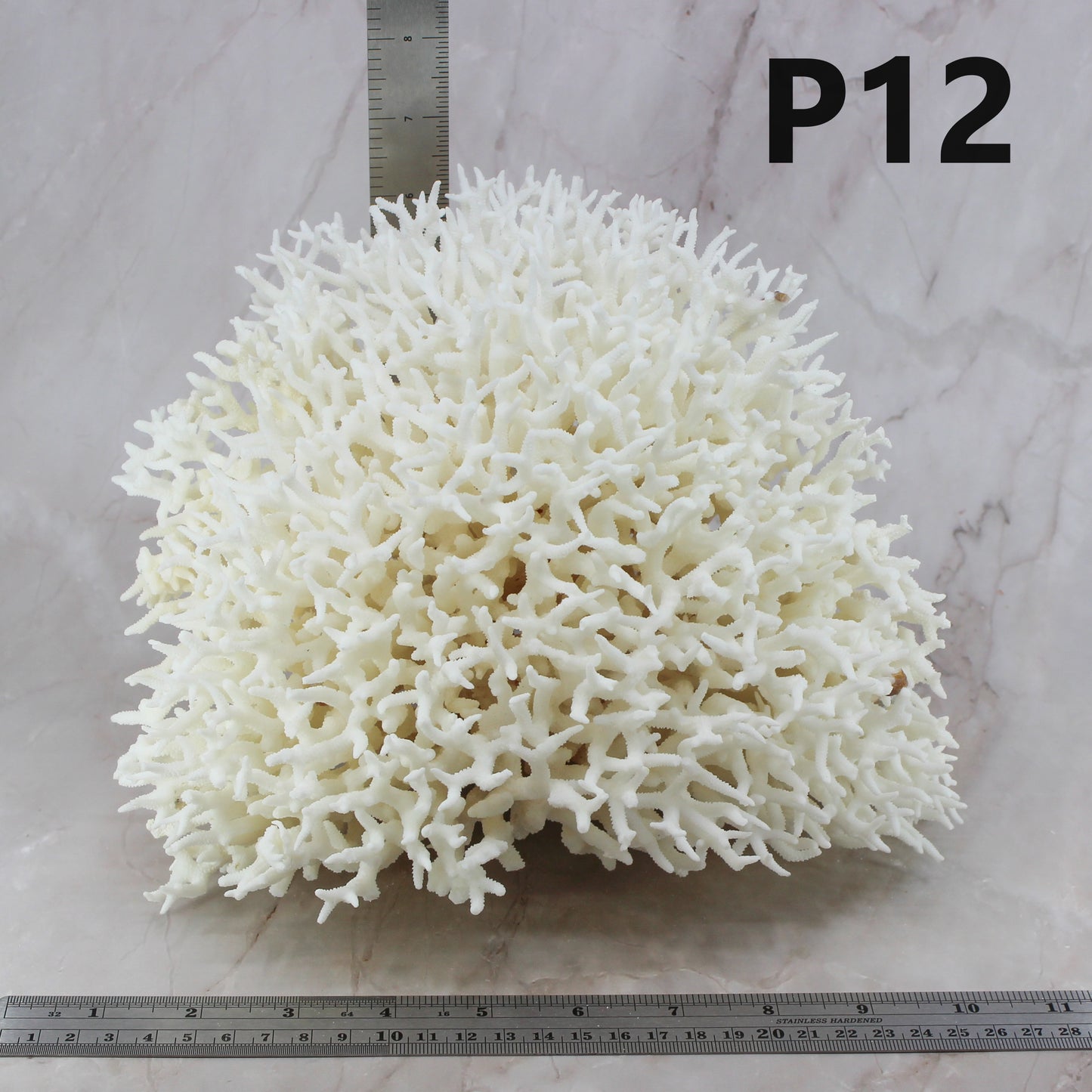 Birdsnest Coral 10-12"