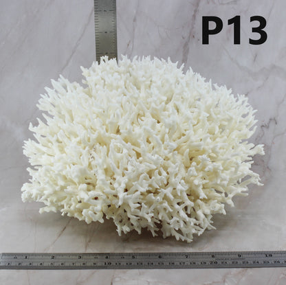 Birdsnest Coral 10-12"