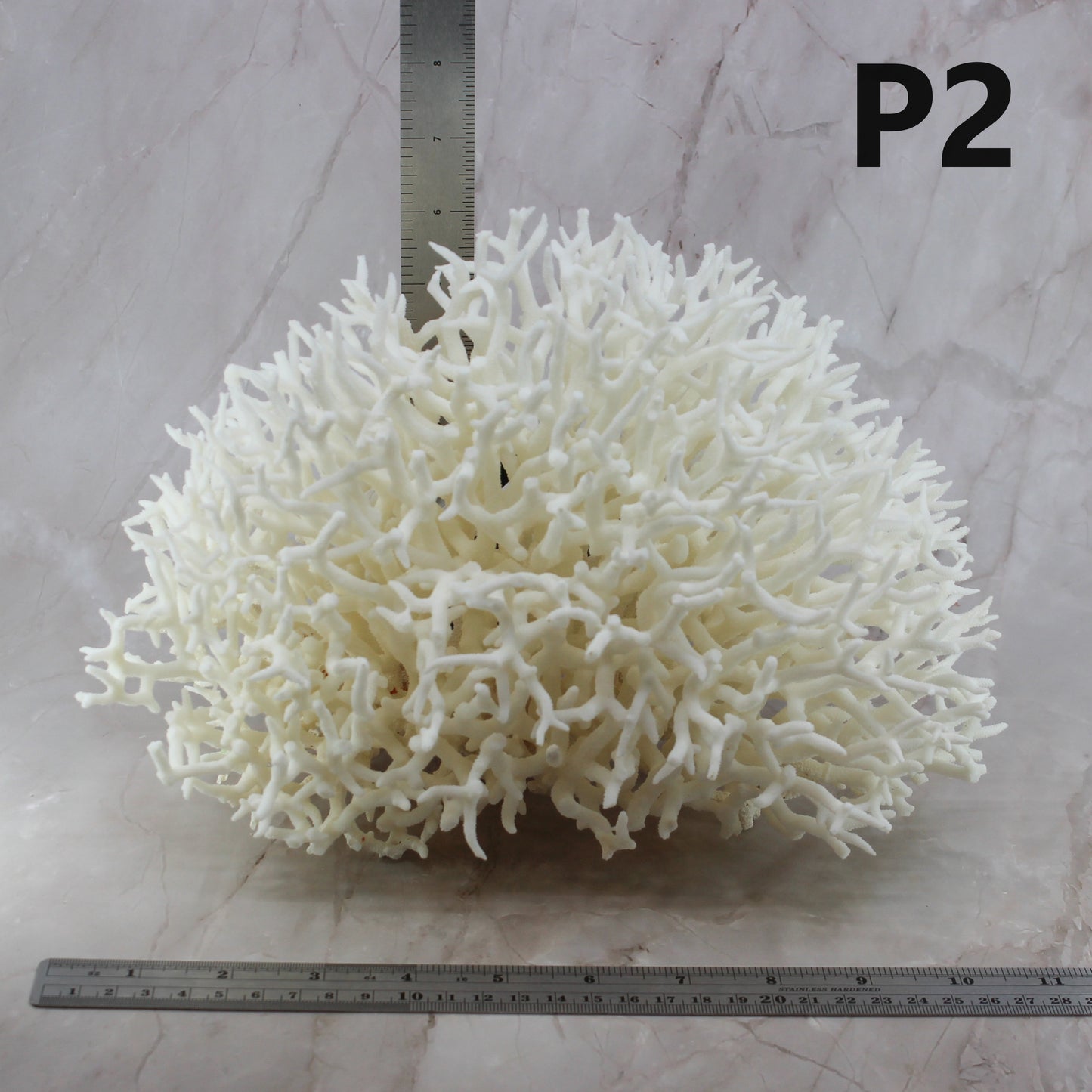 Birdsnest Coral 10-12"