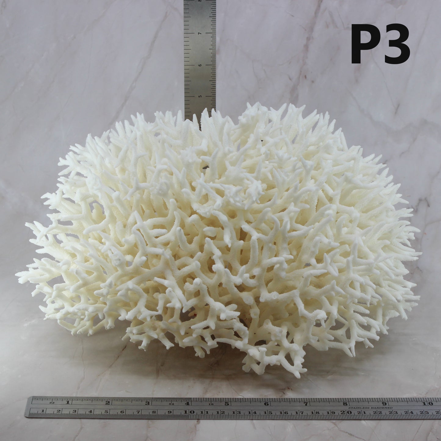 Birdsnest Coral 10-12"