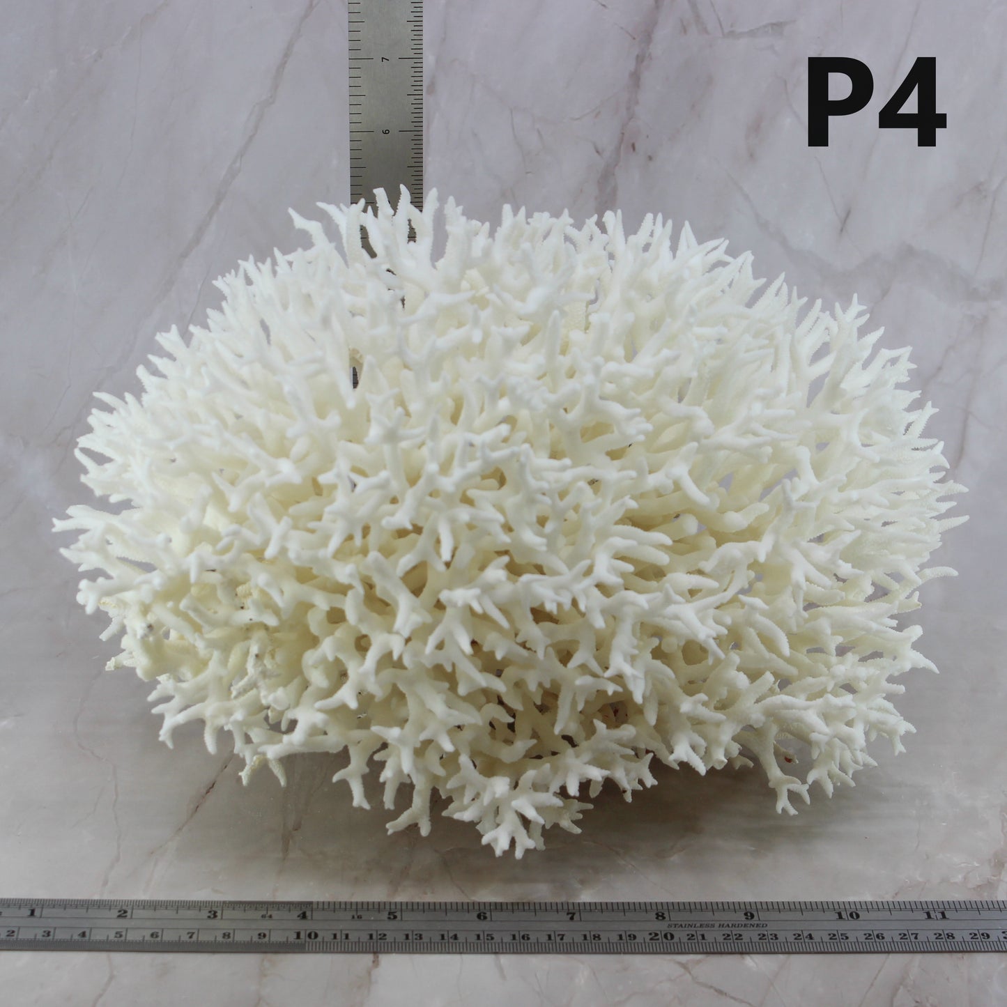 Birdsnest Coral 10-12"