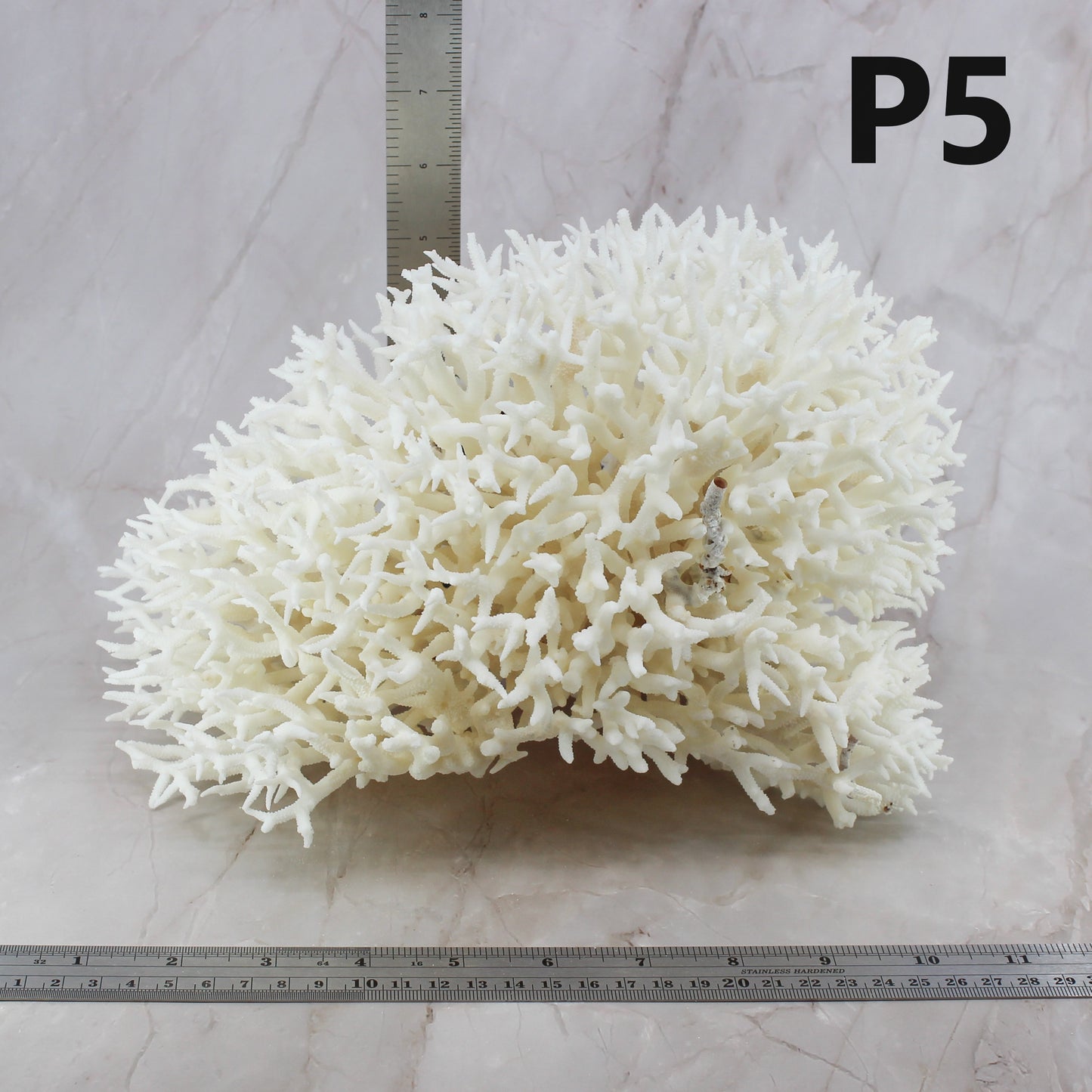 Birdsnest Coral 10-12"