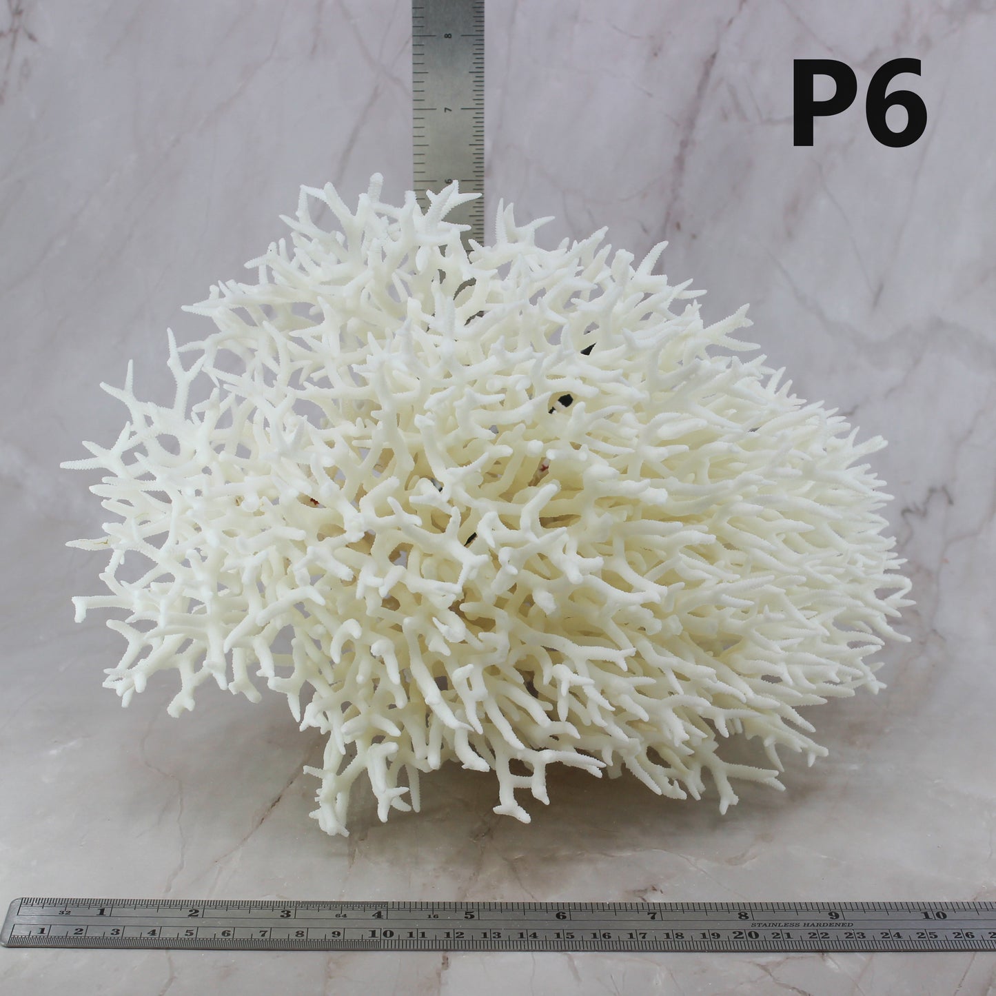 Birdsnest Coral 10-12"