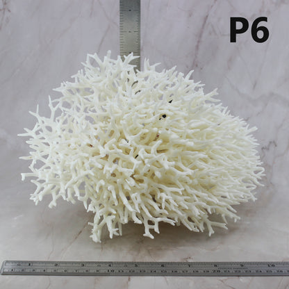 Birdsnest Coral 10-12"