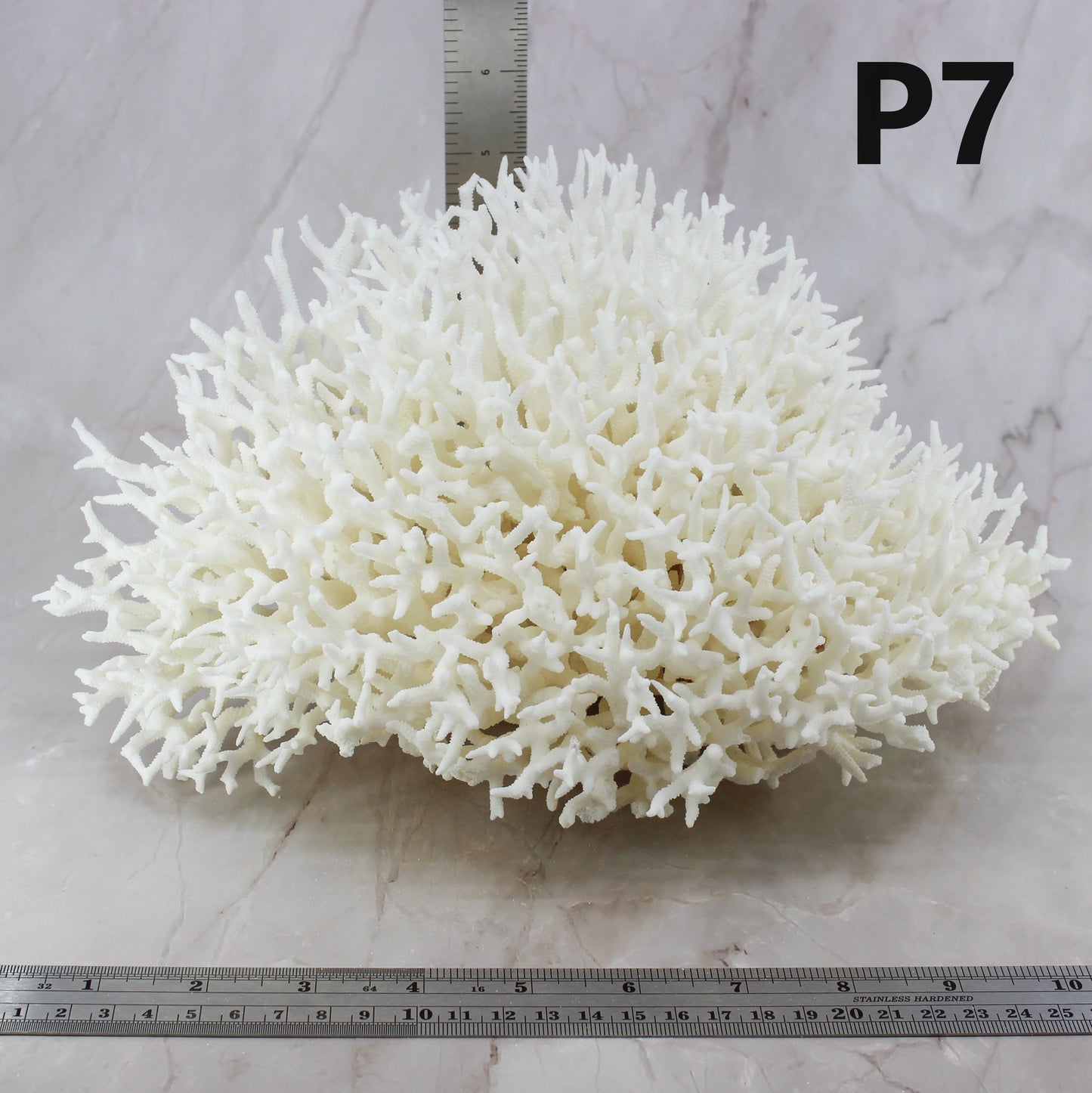 Birdsnest Coral 10-12"