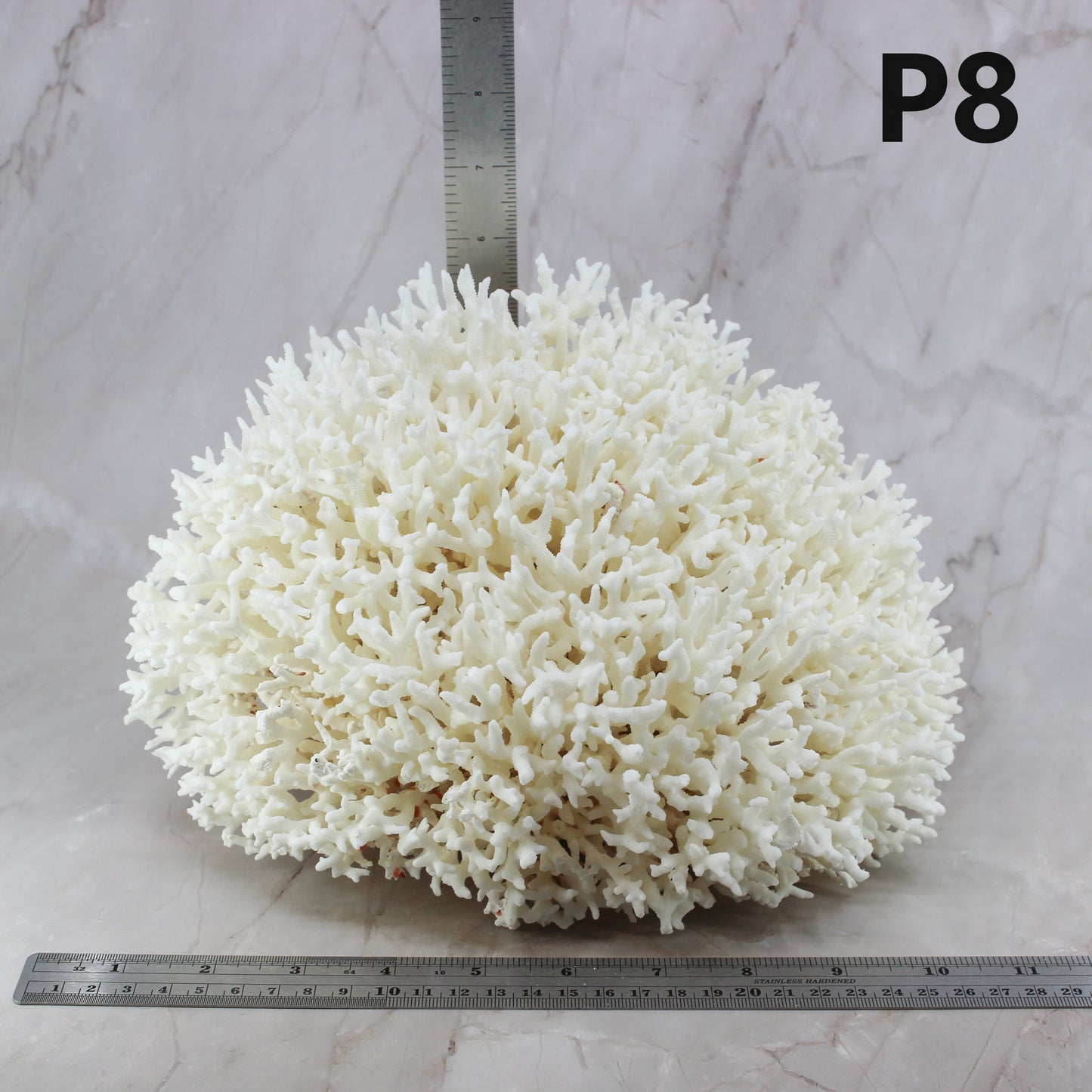 Birdsnest Coral 10-12"