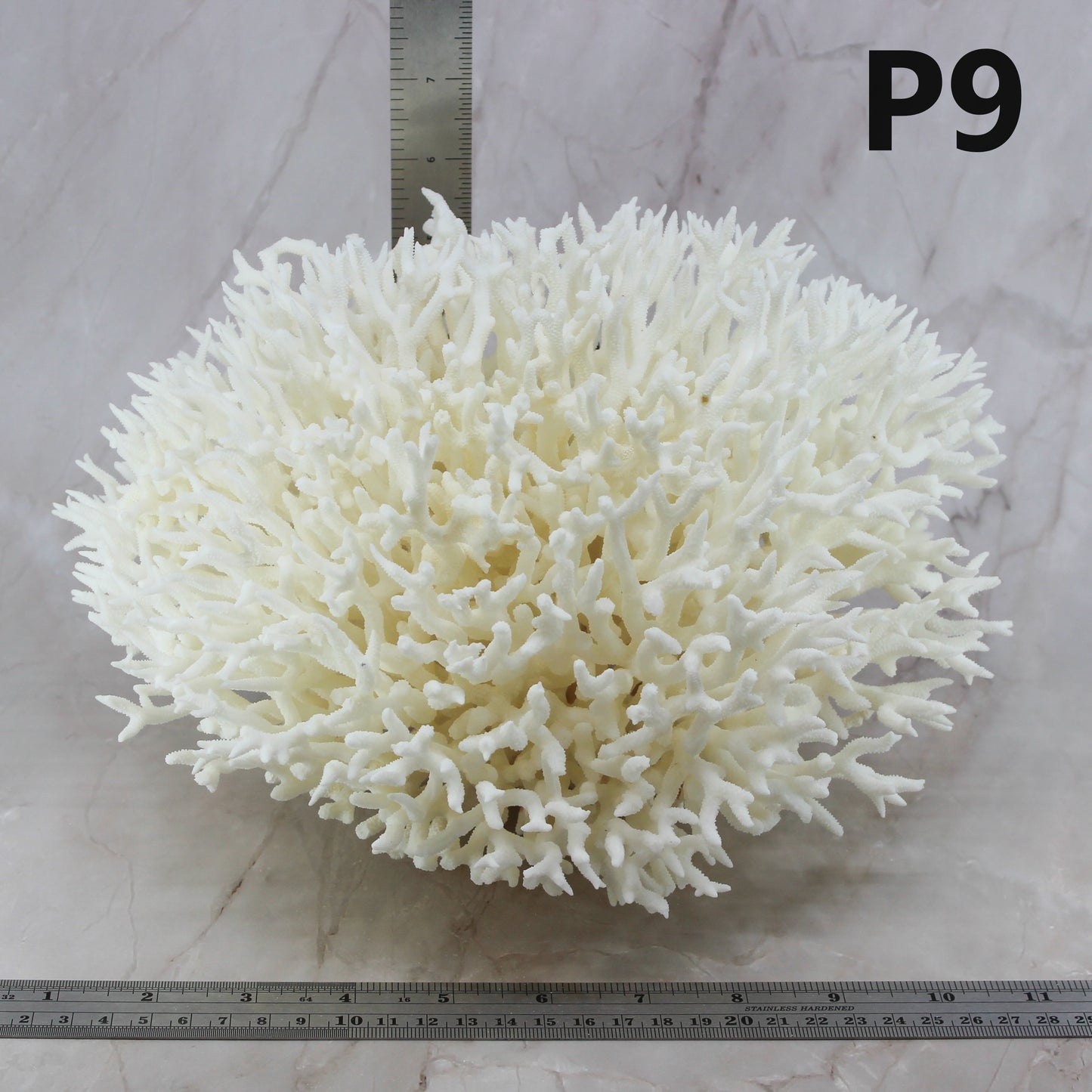 Birdsnest Coral 10-12"