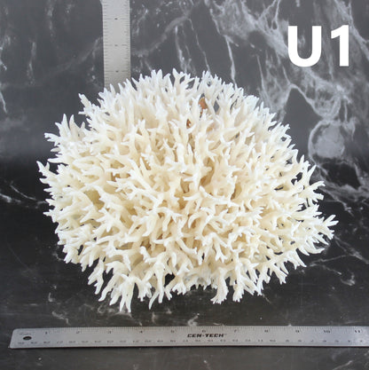 Birdsnest Coral 10-12"