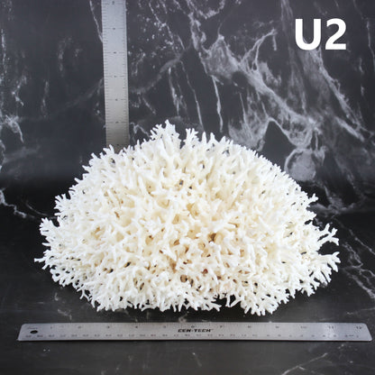 Birdsnest Coral 10-12"