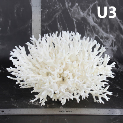 Birdsnest Coral 10-12"