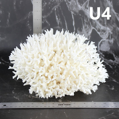 Birdsnest Coral 10-12"