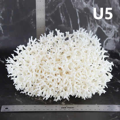Birdsnest Coral 10-12"