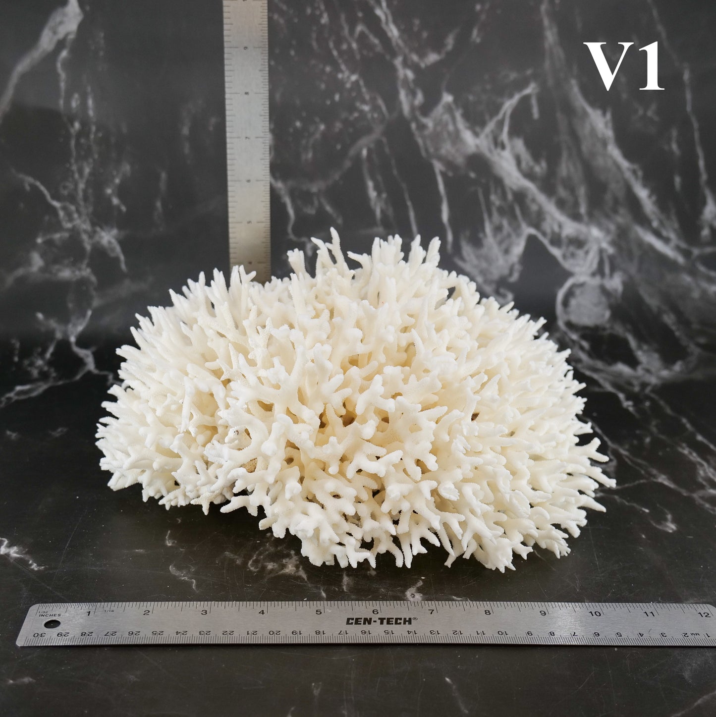 Birdsnest Coral 10-12"