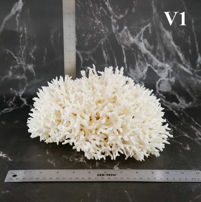 Birdsnest Coral 10-12"