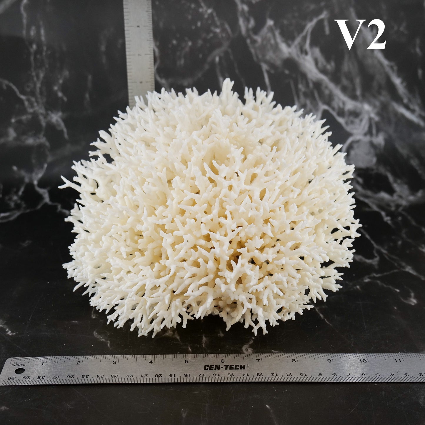 Birdsnest Coral 10-12"