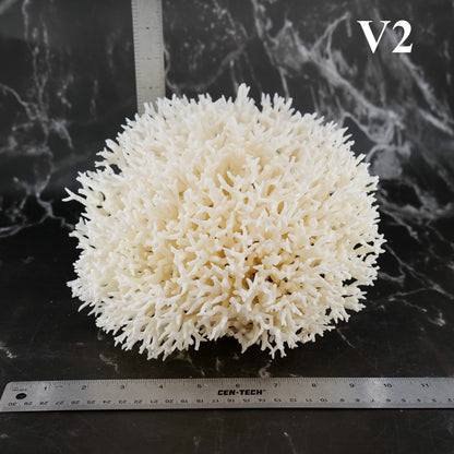 Birdsnest Coral 10-12"