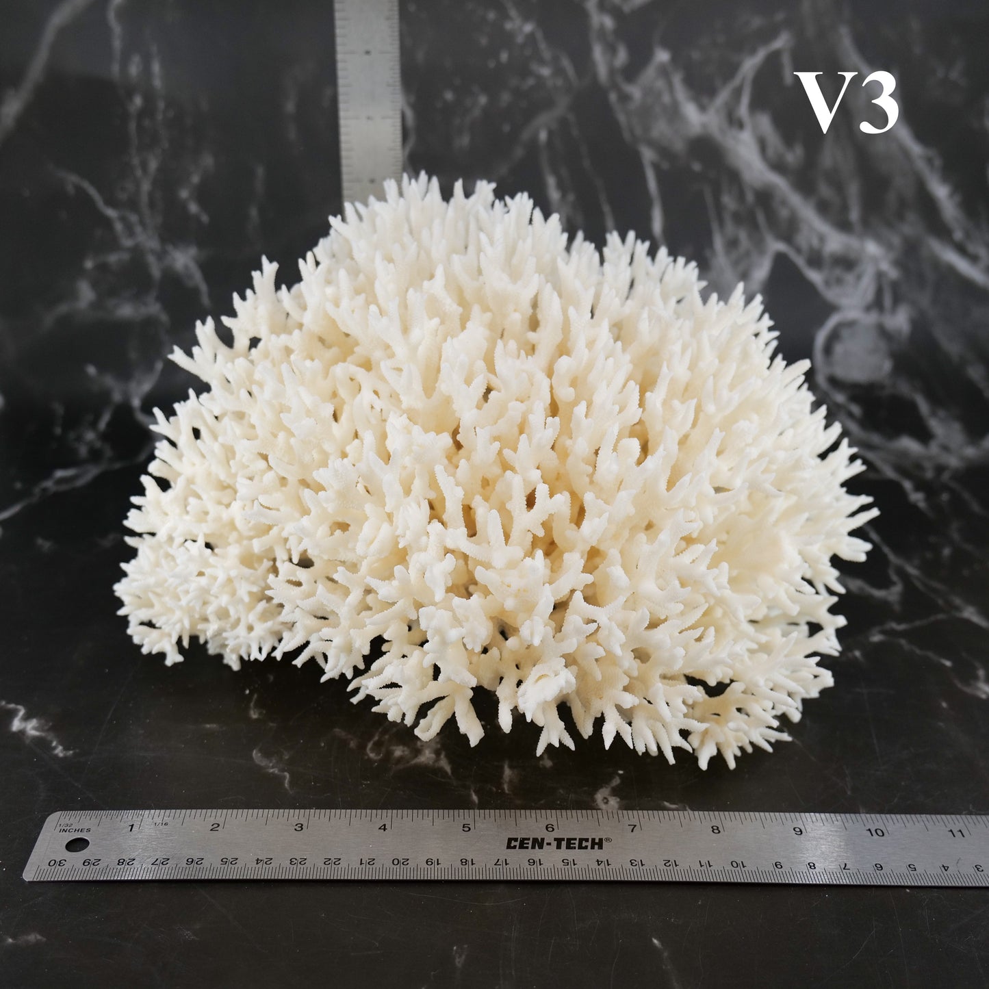 Birdsnest Coral 10-12"