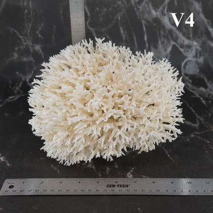 Birdsnest Coral 10-12"