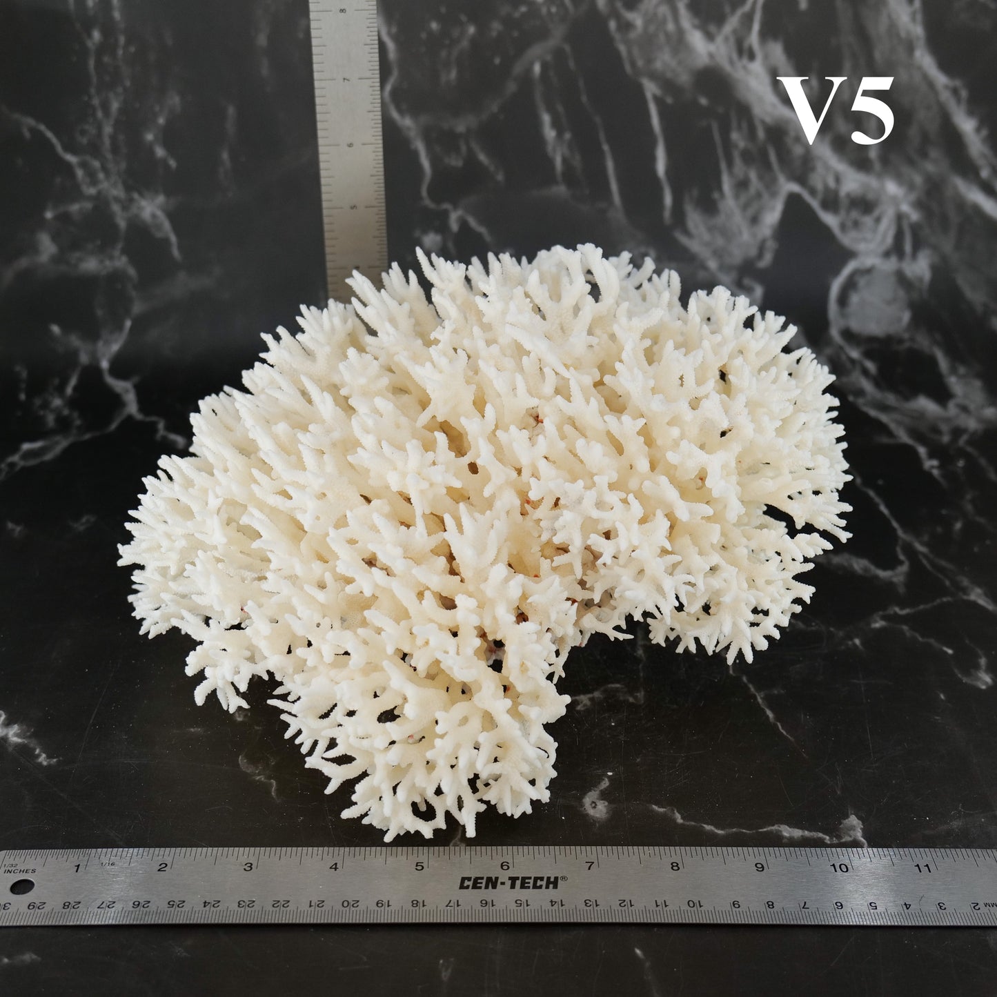 Birdsnest Coral 10-12"