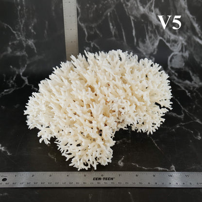 Birdsnest Coral 10-12"