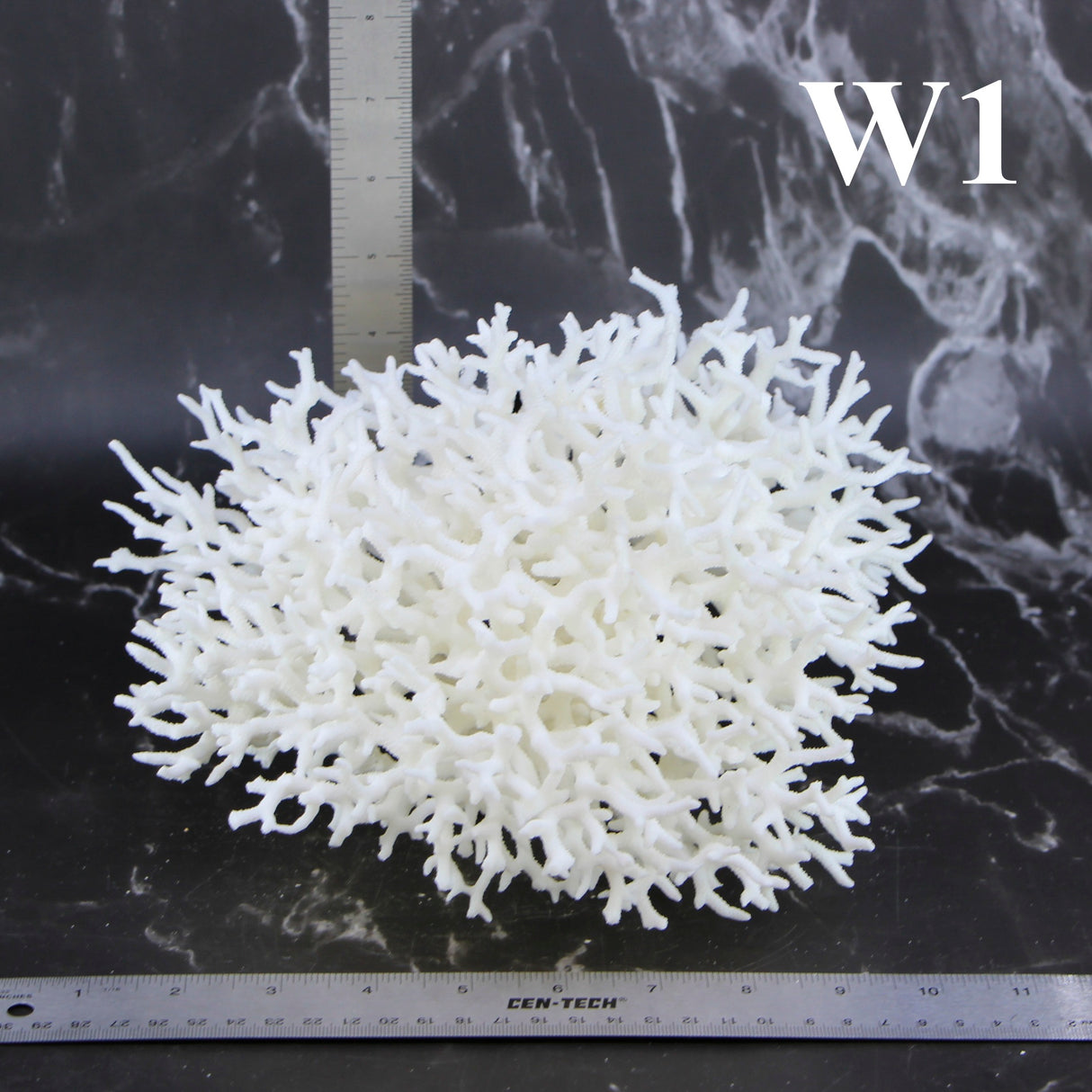 Birdsnest Coral 10-12"