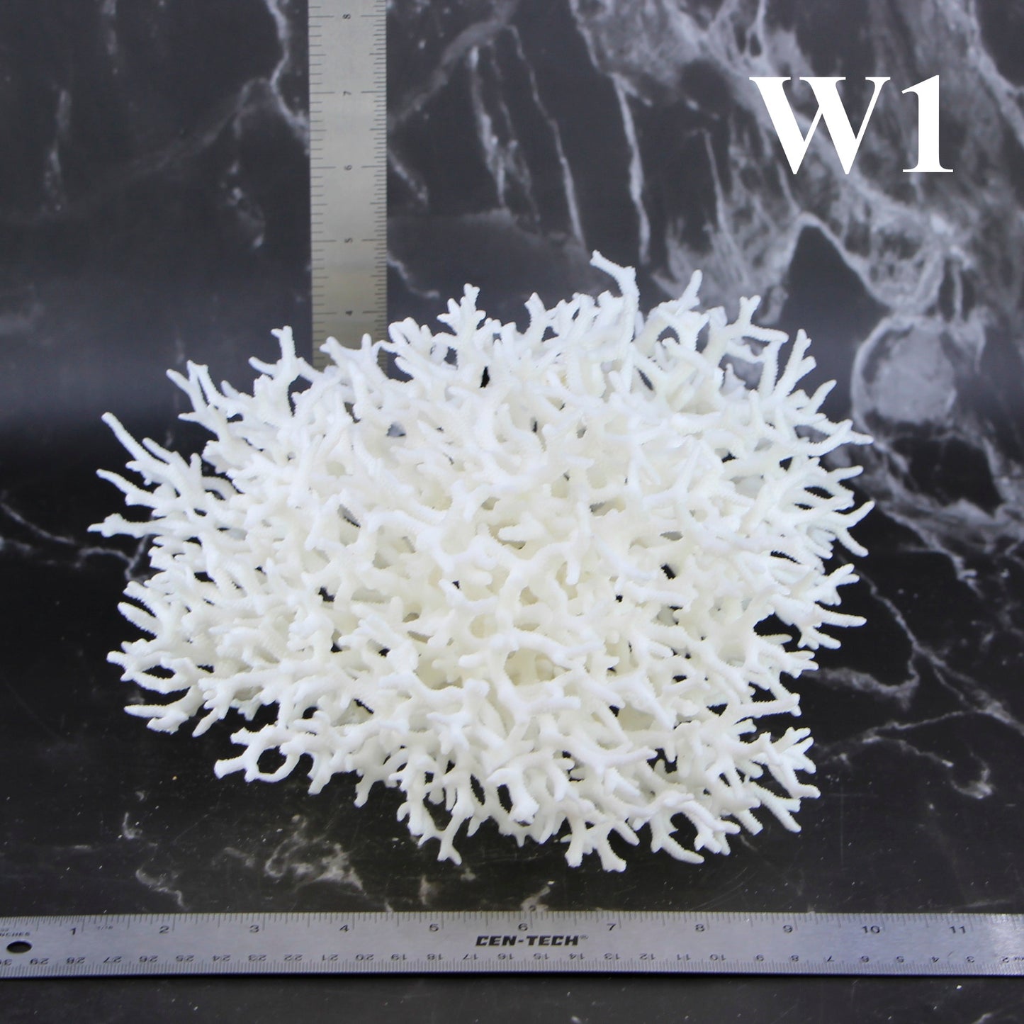 Birdsnest Coral 10-12"